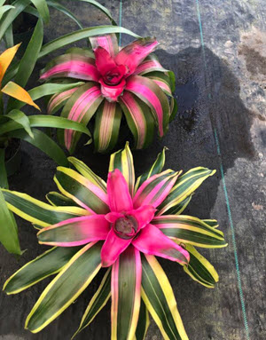 Assortment Regular Neoregelia 